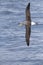 Chatham Albatross, Thalassarche eremita