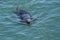 Chatham Gray Seal Swimming in Clear Turquoise Water