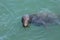 Chatham Gray Seal Swimming in Turquoise Water