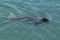 Chatham Swimming Gray Seal