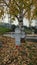 Chatolic Grave under fallen dry leaves near the beautiful tree in autmn