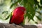 A chattering lory