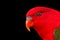 Chattering Lory