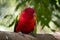 A chattering lory