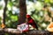 Chattering lory lorius garrulus