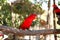 Chattering lory lorius garrulus