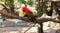 Chattering lory lorius garrulus