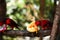 Chattering lory lorius garrulus