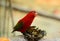 Chattering Lory (Lorius garrulus)