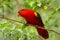 Chattering Lory (Lorius garrulus)