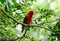 Chattering Lory (Lorius garrulus)