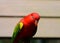 Chattering Lory (Lorius garrulus)