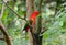 Chattering Lory (Lorius garrulus)