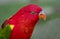 Chattering lory portrait