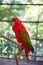 Chattering lory - a red parrot with green wings