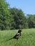 Chattering magpie in a field