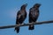 Chatting American Crows