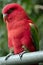 A chatting lory