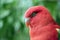 A chatting lory