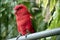 A chatting lory