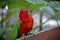 A chatting lory on a fence