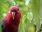 The chatting lory makes a lovely pet