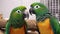 Chatty parrots squawking and chatting with each other created with Generative AI
