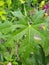 Chaya/Cnidoscolus aconitifolius or known as Pepaya Jepang leaves