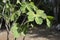 Chaya tree growing in Yucatan jungle