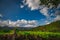 Chayote agriculture on hill fields. Farming chayote plants