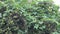 chayote grew on the carambola tree naturally on the farm