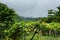 Chayote plant in the high land area in foggy and rainy morning