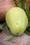 Chayote (Sechium edule)