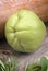 Chayote (Sechium edule)