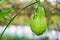 Chayote Sechium edule fruit - fresh chayote plant in the vegetable garden