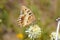 Chazara briseis , The Hermit butterfly on flower