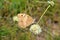 Chazara briseis , The Hermit butterfly on flower