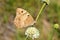 Chazara briseis , The Hermit butterfly on flower