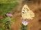 Chazara briseis , the Hermit butterfly on purple flower