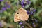 Chazara briseis , the Hermit butterfly on purple flower