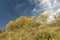 ChaÃ±ar tree in Calden forest, bloomed in spring