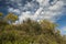 ChaÃ±ar tree in Calden forest, bloomed in spring,