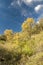 ChaÃ±ar tree in Calden forest, bloomed in spring