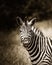 Cheaky Burchell`s Zebra smiling, Kruger National Park