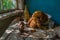 Cheburashka toy in a house inside of the Chernobyl Exclusion Zone in the Ukraine