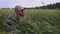 Check examine inspect wheat spikelets of rye in agricultural field. Cereal breeding