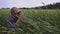 Check examine inspect wheat spikelets of rye in agricultural field. Cereal breeding