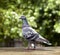 Check feather pattern of homing speed racing pigeon on loft roof