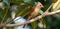 Check out that crest- Young Cardinal