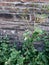 Check out the jasmine bushes and dried chili trees against the brick wall background